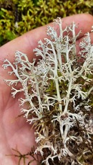 Cladonia rangiferina