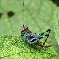 Lipotactes vietnamicus