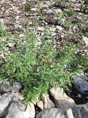 Salvia reflexa