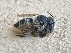 Megachilinae
