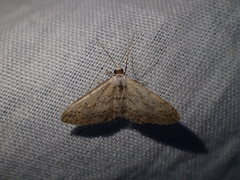 Idaea seriata