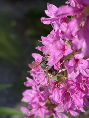 Anthidium manicatum