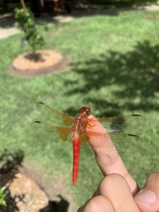 Libellula croceipennis