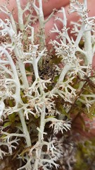 Cladonia rangiferina