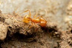 Pheidole hyatti