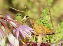 Atalopedes campestris