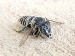 Megachilinae