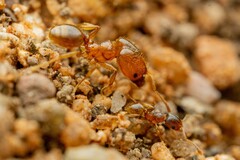 Pheidole cerebrosior