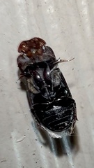 Aphodiinae