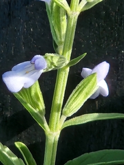 Salvia reflexa
