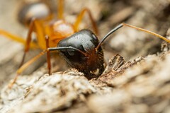 Camponotus vafer
