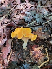 Cantharellus