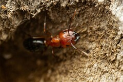 Camponotus sayi