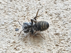 Megachilinae