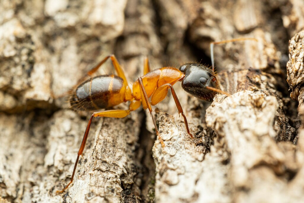 Camponotus vafer