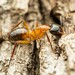Camponotus vafer - Photo (c) Jake Nitta, algunos derechos reservados (CC BY), subido por Jake Nitta