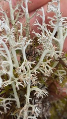 Cladonia rangiferina
