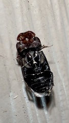 Aphodiinae