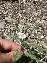 Salvia yangii