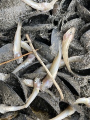 Acanthogobius flavimanus