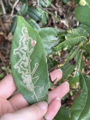 Phyllocnistis hyperpersea