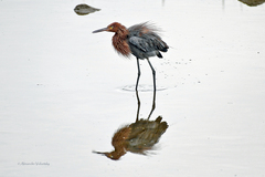 Egretta rufescens