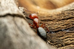 Camponotus sayi