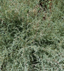Halogeton sativus
