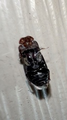 Aphodiinae