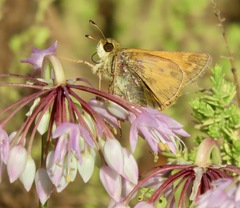 Atalopedes campestris