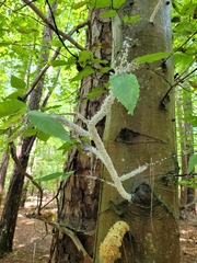 Grylloprociphilus imbricator