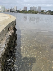 Acanthogobius flavimanus