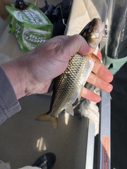 Semotilus corporalis