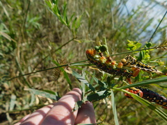 Hyles euphorbiae