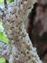 Grylloprociphilus imbricator