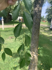 Ulmus pumila