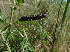 Hyles euphorbiae