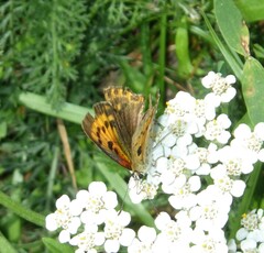 Lycaena virgaureae