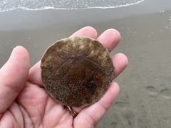 Dendraster excentricus