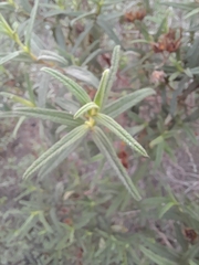 Cistus monspeliensis