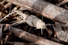 Oedipoda caerulescens