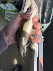 Semotilus corporalis