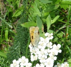 Lycaena virgaureae