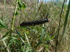 Hyles euphorbiae