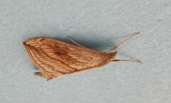 Evergestis forficalis