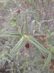 Cistus monspeliensis