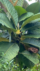 Gentianales