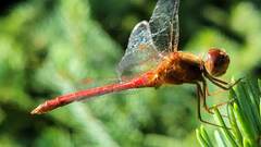 Sympetrum costiferum
