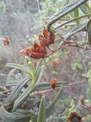 Cistus monspeliensis