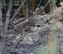 Aspidoscelis marmoratus